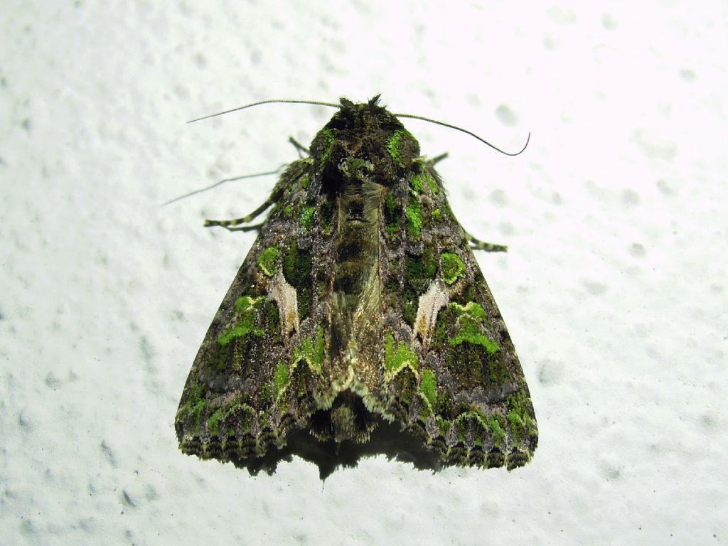 Trachea atriplicis (Noctuidae)